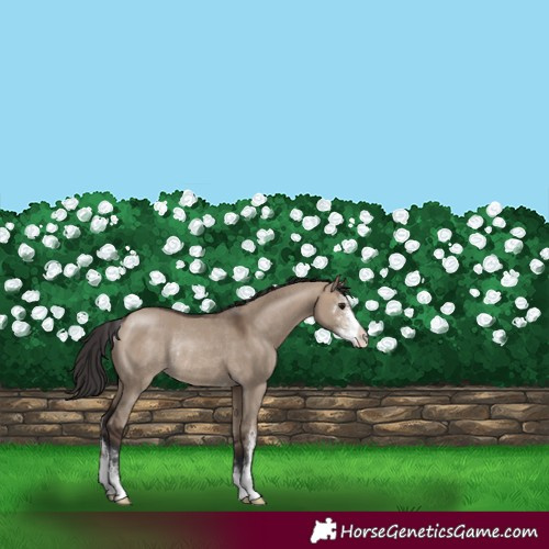 Horse Color:Brown Dun Sabino Rabicano