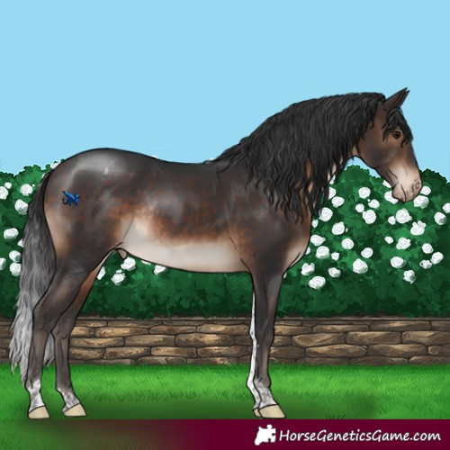 Horse Color:Brown Tobiano Varnish Rabicano 