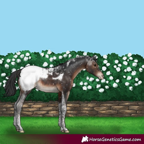 Horse Color:Brown Tobiano Snowcap Rabicano 