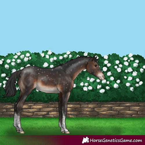 Horse Color:Brown Tobiano Snowflake Varnish Rabicano 
