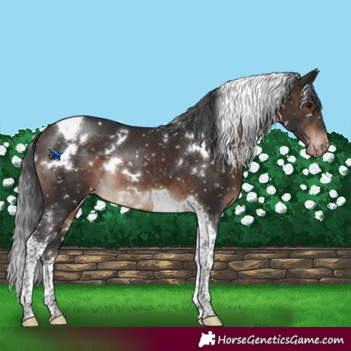 Horse Color:White Spotted Brown Tobiano Snowflake Varnish Rabicano 