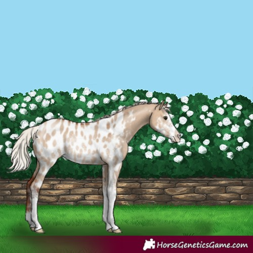Horse Color:Silver Brown Dun Sabino Near Leopard Rabicano