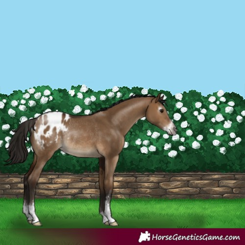 Horse Color:Gray Bay Dun Sabino Blanket Rabicano 