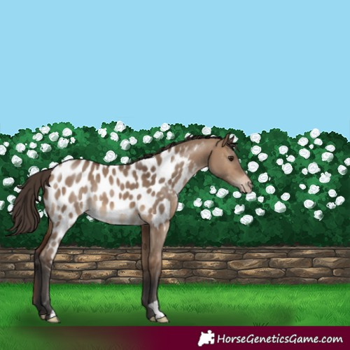 Horse Color:Brown Dun Near Leopard