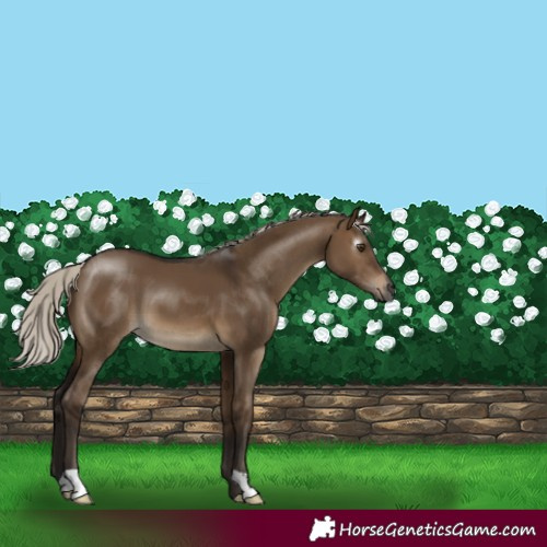 Horse Color:Gray Silver Brown Dun