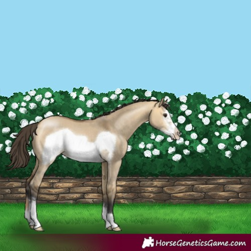 Horse Color:Buckskin Dun Sabino Frame Rabicano 