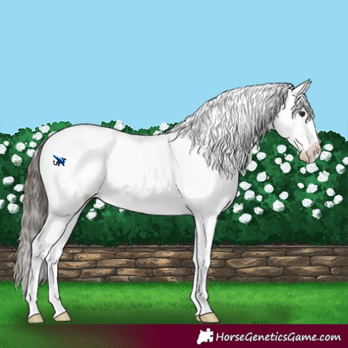 Horse Color:Buckskin Dun Sabino Rabicano