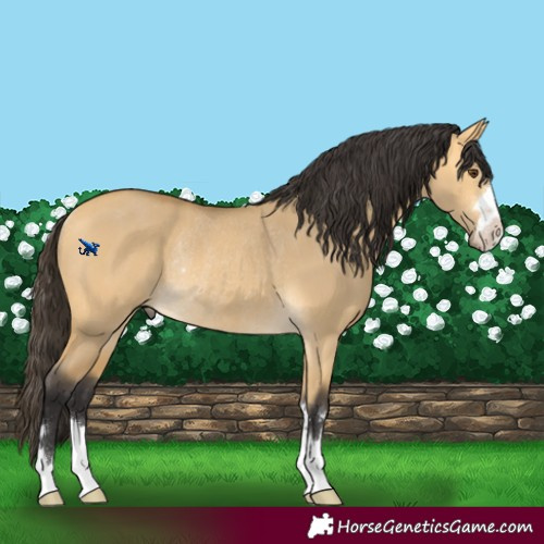 Horse Color:Buckskin Dun Rabicano 