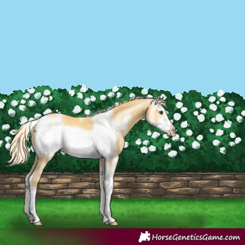 Horse Color:Palomino Dun Sabino Frame