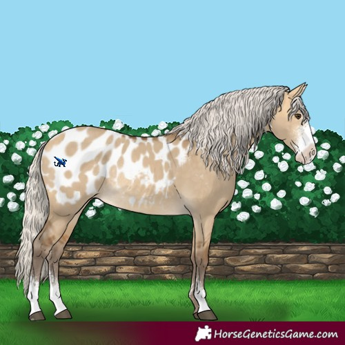 Horse Color:Silver Buckskin Dun Sabino Blanket Rabicano