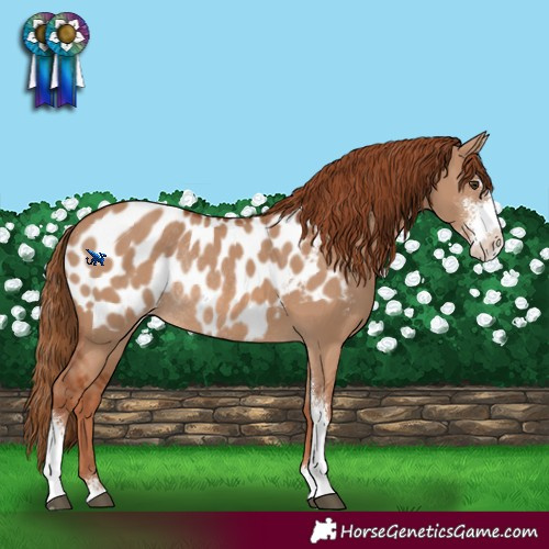 Horse Color:Red Dun Sabino Blanket Rabicano