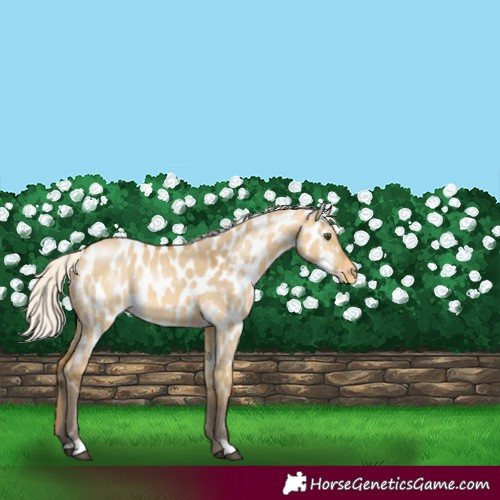 Horse Color:Silver Buckskin Dun Near Leopard