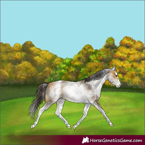 Horse Color:White Spotted Buckskin Splash 