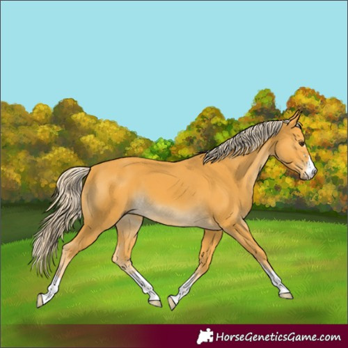 Horse Color:Palomino