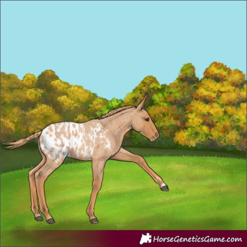 Horse Color:Red Roan Blanket
