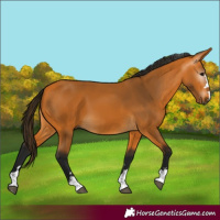 Horse Color:Gray Buckskin 