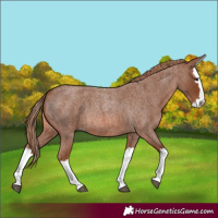 Horse Color:Red Roan Splash 