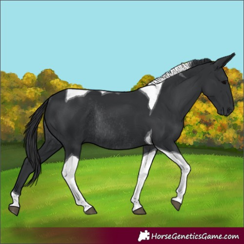 Horse Color:Black Tobiano Rabicano