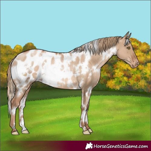 Horse Color:White Spotted Liver Red Dun Pearl Blanket Rabicano 