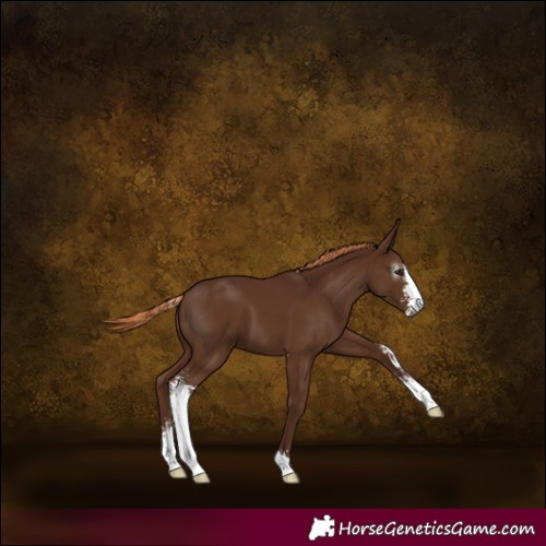 Horse Color:Gray Chestnut Sabino 