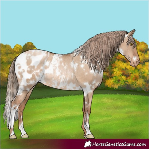 Horse Color:White Spotted Liver Red Dun Pearl Blanket Rabicano 