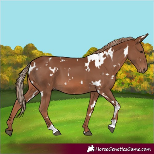 Horse Color:White Spotted Chestnut