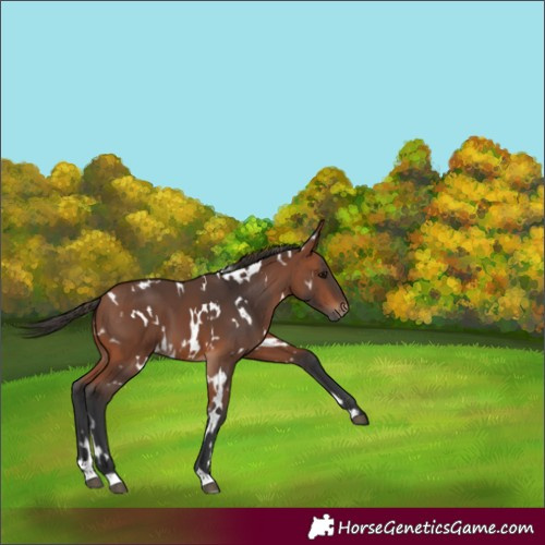 Horse Color:White Spotted Bay 