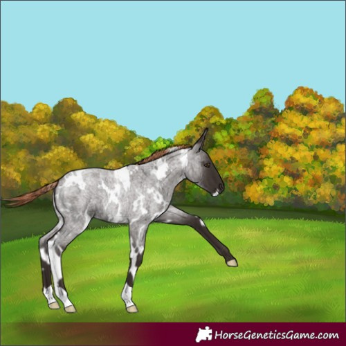 Horse Color:White Spotted Liver Red Roan 