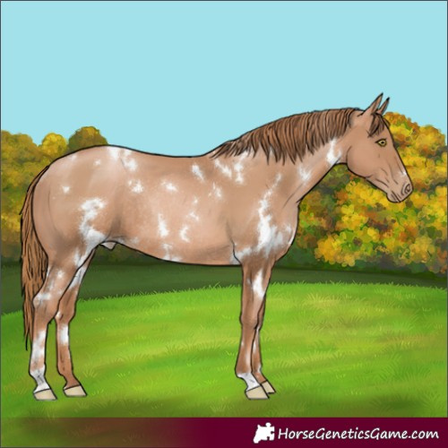 Horse Color:White Spotted Chestnut Pearl Rabicano 