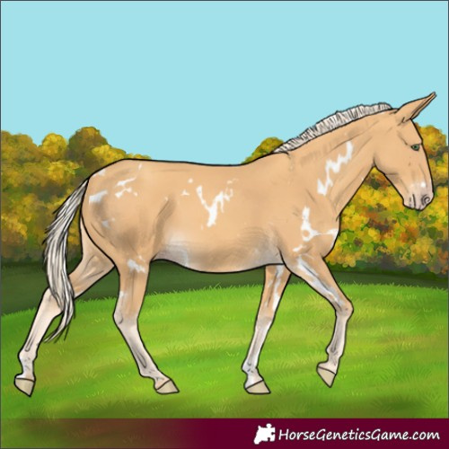 Horse Color:White Spotted Gold Cream Champagne 
