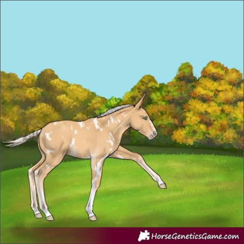 Horse Color:White Spotted Gold Cream Champagne