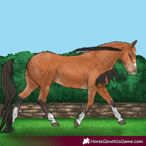 Horse Color:Bay 