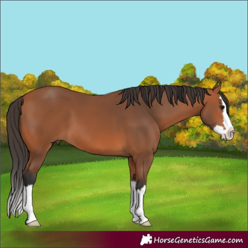 Horse Color:Bay Splash 