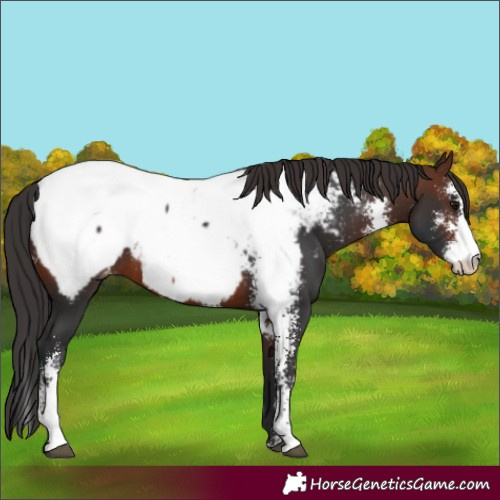 Horse Color:Brown Sabino Near Fewspot Rabicano 