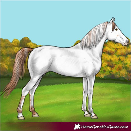 Horse Color:Gold Champagne Near Fewspot 