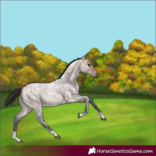 Horse Color:Bay Ice Roan