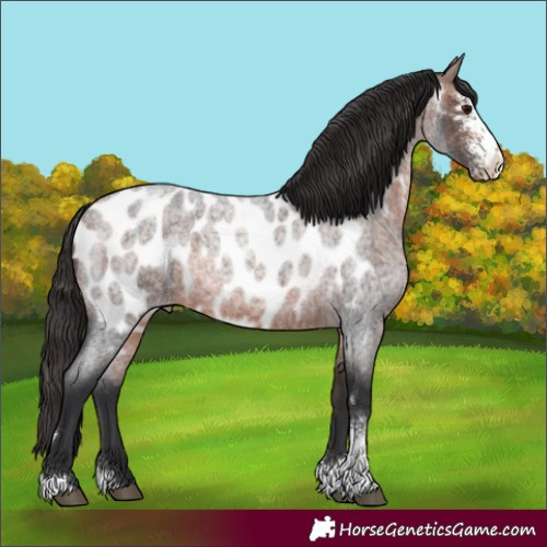 Horse Color:Bay Roan Sabino Near Leopard 