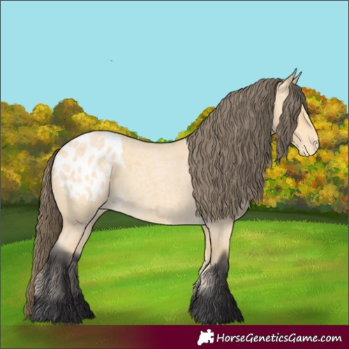 Horse Color:Buckskin Roan Blanket