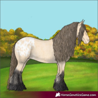 Horse Color:Buckskin Roan Blanket 