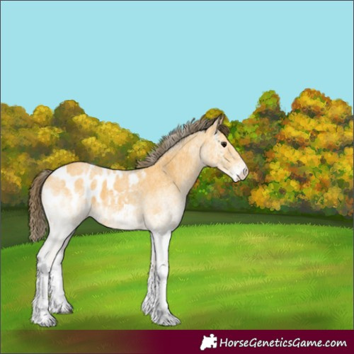 Horse Color:White Spotted Buckskin Roan Blanket 