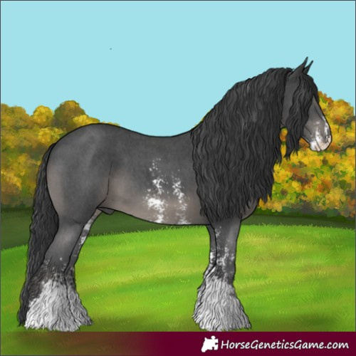 Horse Color:Black Sabino 