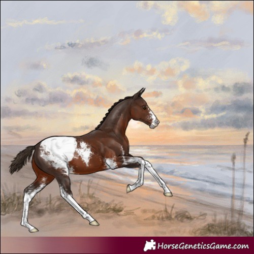Horse Color:Liver Chestnut Sabino Snowcap 