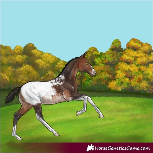 Horse Color:Brown Tobiano Near Fewspot Rabicano
