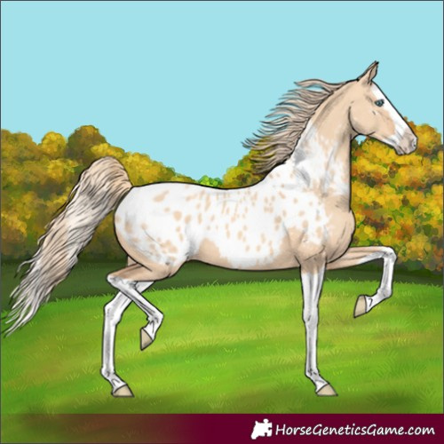 Horse Color:Gold Champagne Dun Splash Blanket 