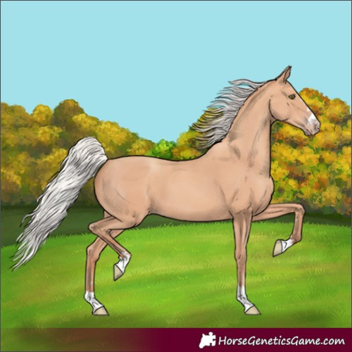 Horse Color:Unknown 