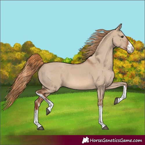 Horse Color:Unknown
