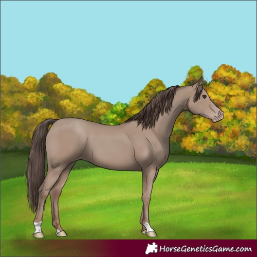 Horse Color:Classic Champagne