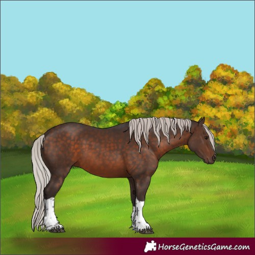 Horse Color:Silver Brown Tobiano