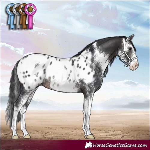 Horse Color:Brown Sabino Blanket Rabicano