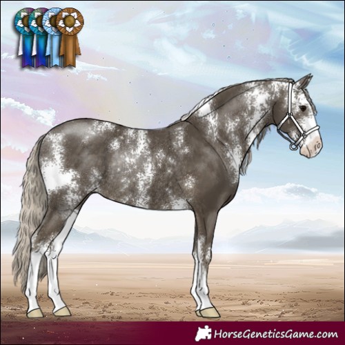 Horse Color:Silver Smoky Black Sabino Rabicano
